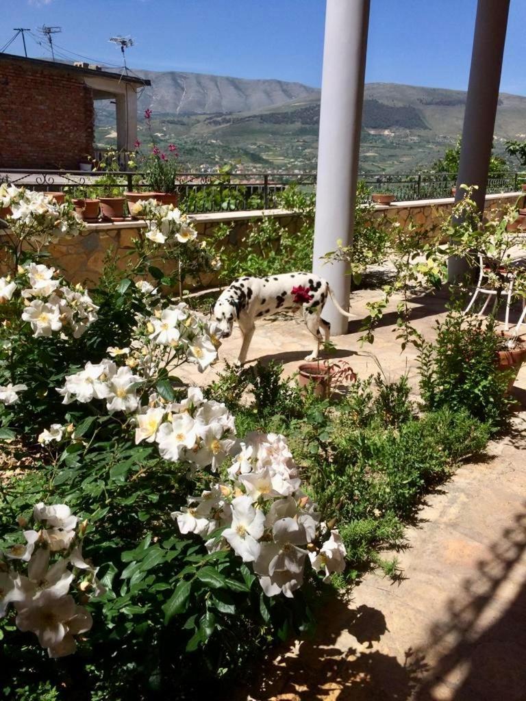 Guesthouse Villa Rosa Berat Oda fotoğraf