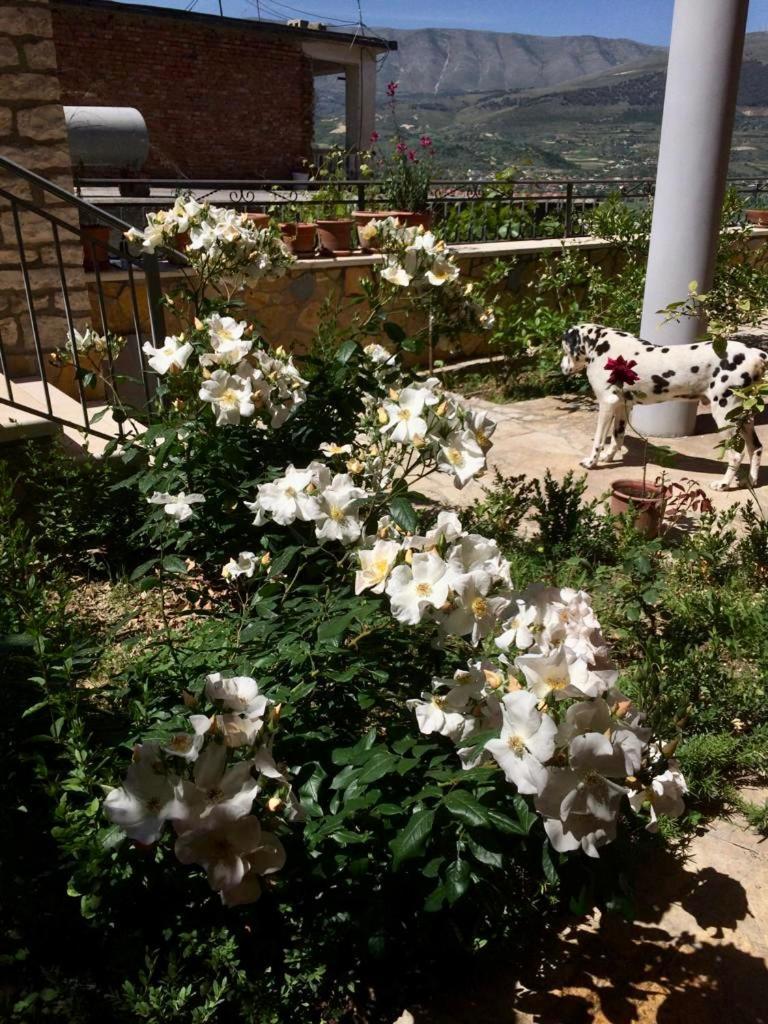 Guesthouse Villa Rosa Berat Oda fotoğraf